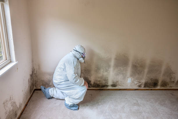 Best Industrial Mold Remediation in Ocean Acres, NJ