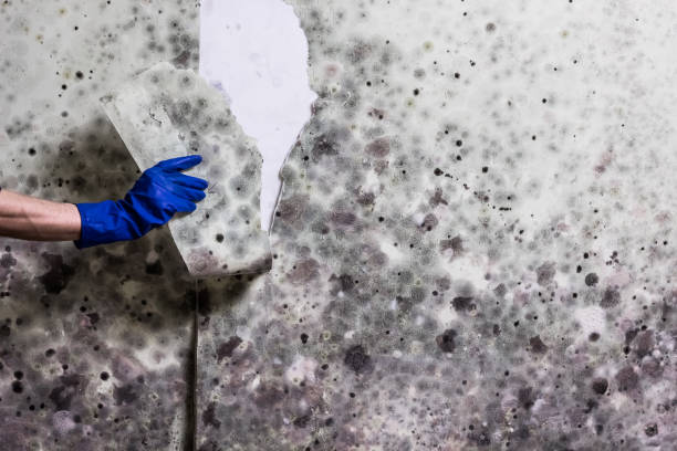 Best Basement Mold Remediation in Ocean Acres, NJ